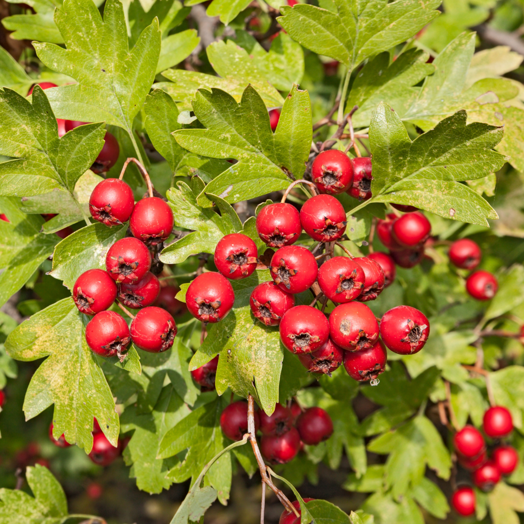 Hawthorn Berries - 50g