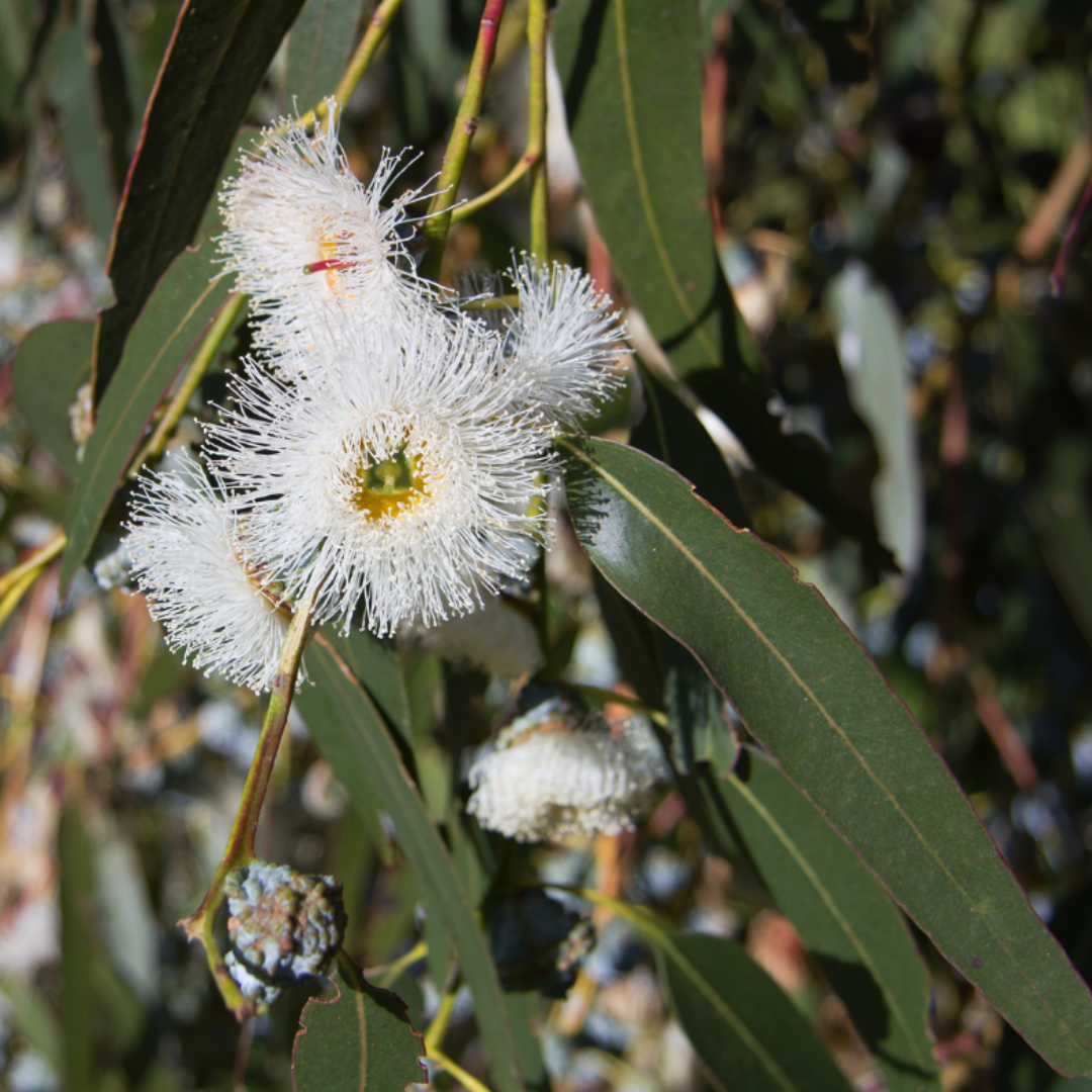 Eucalyptus globulus Essential Oil - Certified Organic - 10ml - (Blue Gum)