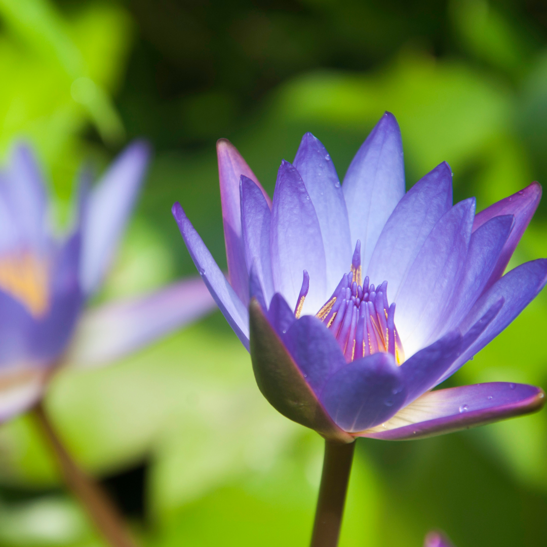 Blue Lotus Attar - 5ml in Sandalwood - Harriet Herbery