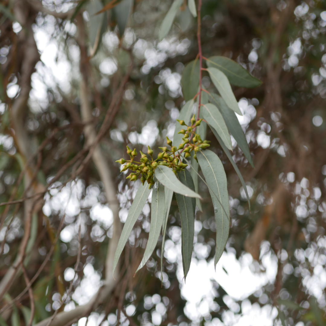 Eucalyptus polybractea Essential Oil - 10ml -  (Blue Mallee)