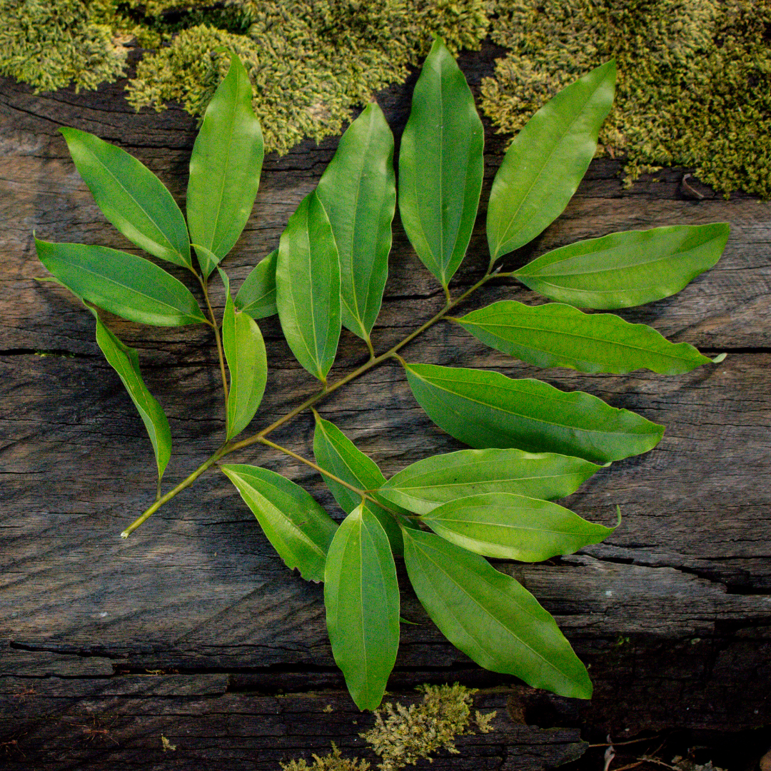 Cinnamon Leaf - Essential Oil - 15ml - Harriet Herbery