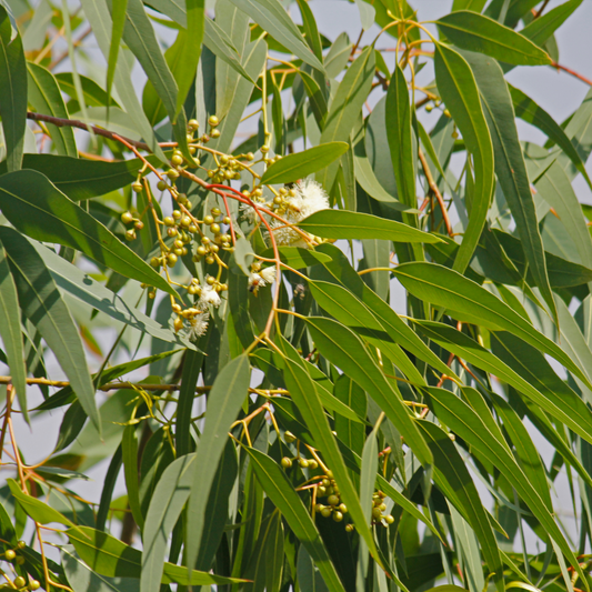 Eucalyptus Citriodora Essential Oil - 10ml - (Lemon Scented)