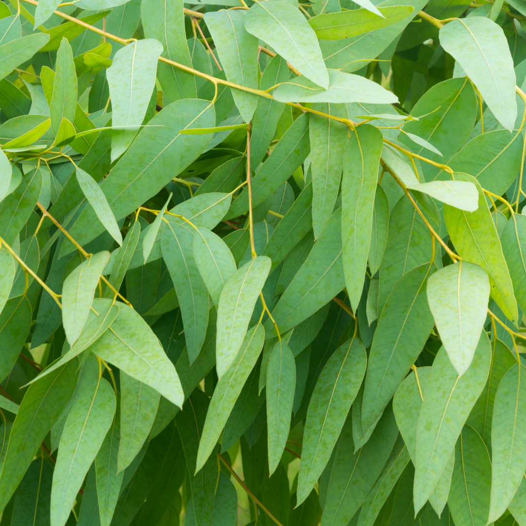 Eucalyptus Dives Essential Oil - 10ml - (Peppermint Gum)
