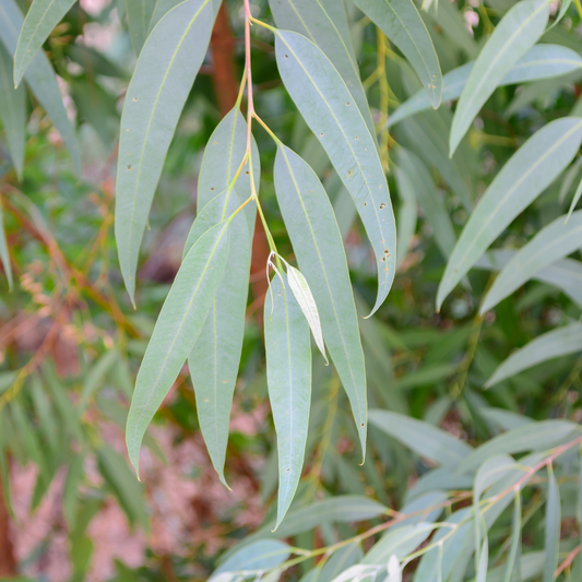 Eucalyptus Hydrosol - Organic 50ml