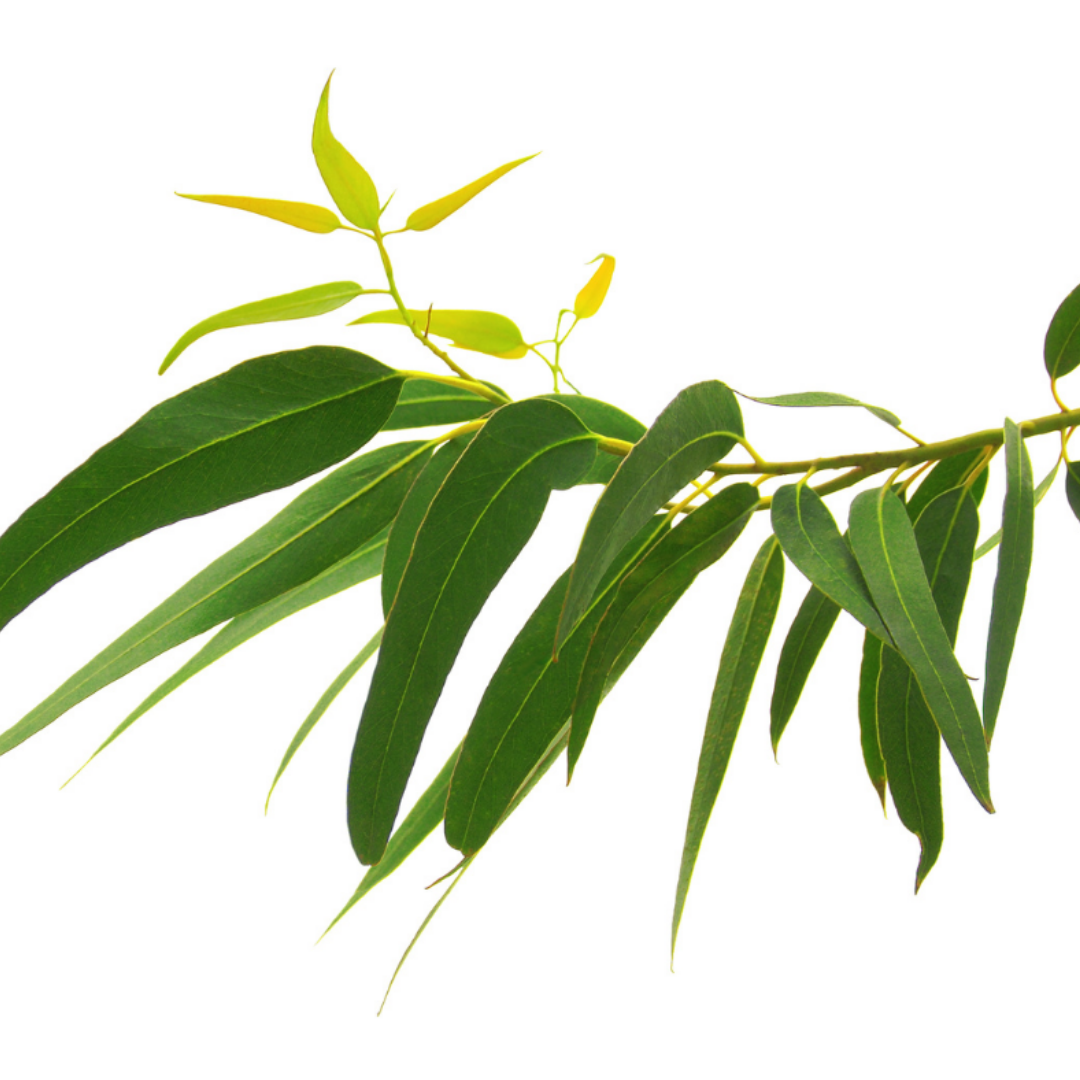 Eucalyptus staigeriana Essential Oil - 10ml - (Lemon Ironbark)