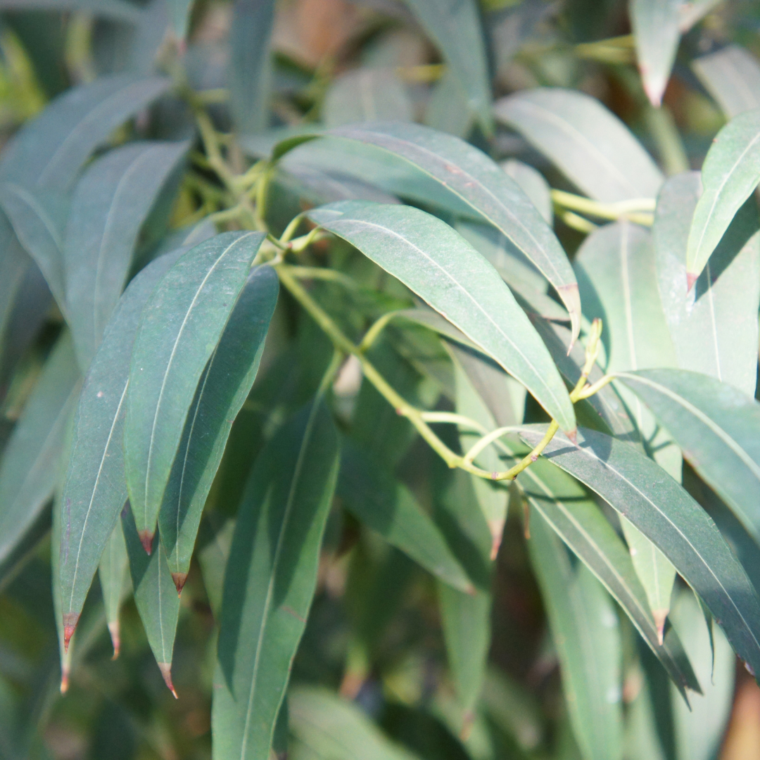 Eucalyptus Radiata - Essential Oil - 10ml - Harriet Herbery