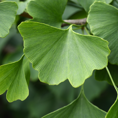 Ginkgo Leaf - Certified Organic - 50gm