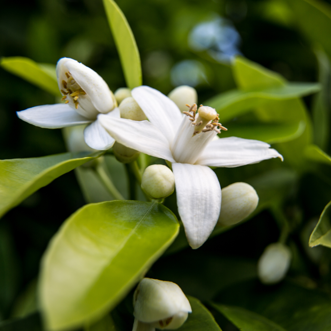 Neroli - Essential Oil 3% in Jojoba - 15ml