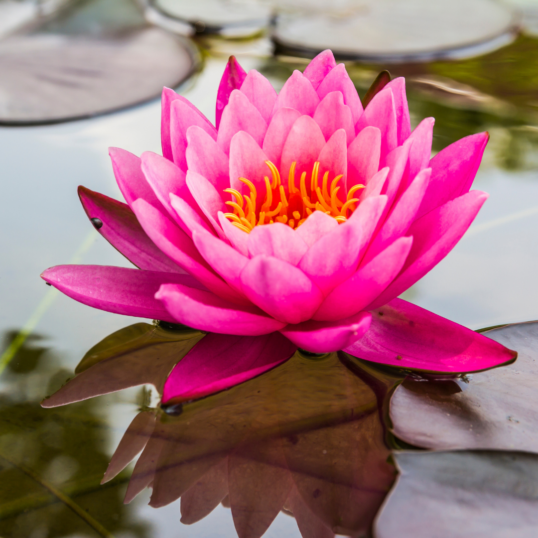 Pink Lotus Absolute 3% in Jojoba 5ml - Harriet Herbery